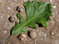 Дуб крупноплодный (Quercus macrocarpa) саженцы 15-20 см