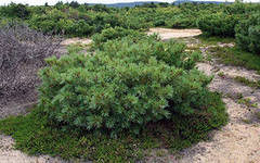 Кедровый стланик (Pinus pumila)Саженцы 15-20 см Горшок 1л. 2