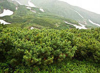 Кедровый стланик (Pinus pumila)Саженцы 15-20 см Горшок 1л. 3