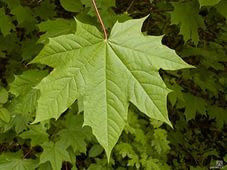 Клён остролистный (Acer platanoides) #1