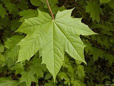 Клён остролистный (Acer platanoides)саженцы 10-15 см, горшок 0,5 л.