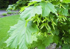 Клён остролистный (Acer platanoides)саженцы 10-15 см, горшок 0,5 л. 3