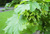 Клён остролистный (Acer platanoides)саженцы 10-15 см, горшок 0,5 л. #3