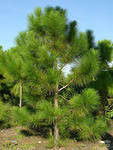 Кедр корейский (Pinus koraiensis) #1