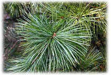 Кедр корейский (Pinus koraiensis)В наличии саженцы 10-15см. Горшок 1 л. 2
