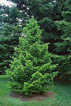 Пихта сибирская (Abies sibirica) Саженцы размером 20-30 см, объем горшка 0,5 л