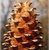 Кедр корейский (Pinus koraiensis)В наличии саженцы 10-15см. Горшок 1 л. #3