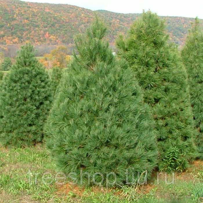 Веймутова сосна (Pinus strobus)Саженцы 10-15 см с закрытой корневой системой., горшок 0,5 л.