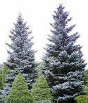 Eль колючая сизая (Picea pungens Glauca) или голубая ель. Саженцы 20-30 см