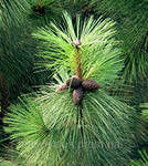 Сосна желтая скальная (Pinus ponderosa scopulorum)саженцы 10-15 см, горшок 0,5 л.
