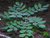 Маакия амурская, или Акация амурская (Мaackia amurensis)саженцы 10-20 см., горшок 0,5 л. #2