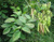 Маакия амурская, или Акация амурская (Мaackia amurensis)саженцы 10-20 см., горшок 0,5 л. #3