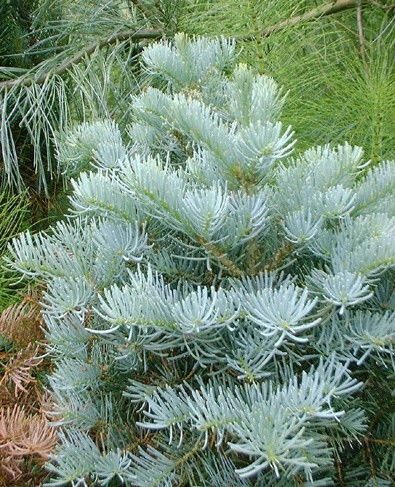 Пихта одноцветная - голубая пихта (Abies concolor)В наличии саженцы 10-15 см с закрытой корневой системой.горшок 0,5 л.