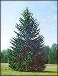 Ель сибирская (Picea obovata)саженцы 20-30 см, горшок 0,5 л