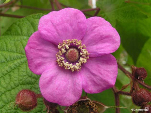 Малина душистая или Малиноклен (Rubus odoratus) #1