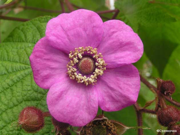 Малина душистая саженцы (Rubus odoratus) 20-30 см горшок 0,5 л