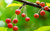 Яблоня ягодная, или яблоня сибирская ягодная ( Malus baccata) саженцы 80-120 см, горшок 1л. #2