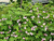 Малина душистая саженцы (Rubus odoratus) 20-30 см горшок 0,5 л #3