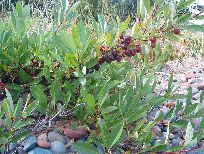 Саженцы вишни карликовой (Cerasus pumila) 20-30 см горшок 0,5 л