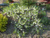 Саженцы вишни карликовой (Cerasus pumila) 20-30 см горшок 0,5 л #2
