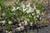 Саженцы вишни карликовой (Cerasus pumila) 20-30 см горшок 0,5 л #3