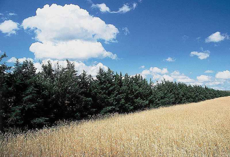Можжевельник виргинский (Juniperus virginiana) В наличии саженцы 10-15см с закрытой корневой системой. Горшок 0,5 л.