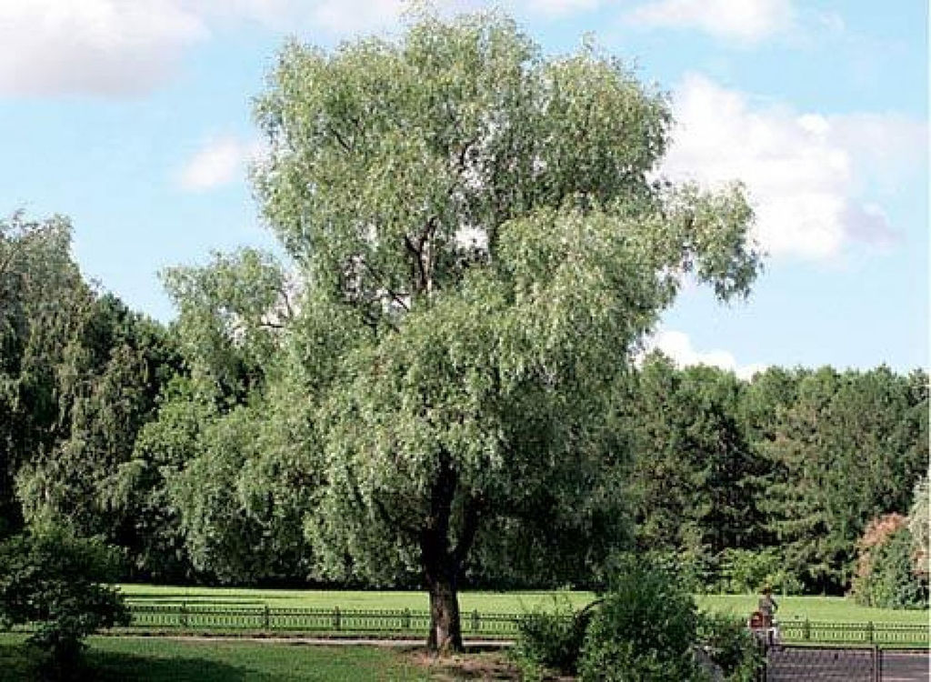 Ива белая или серебристая (Salix alba)саженцы 10-15 см
