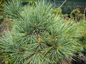 Сосна Юго-Западная Белая (Pinus strobiformis)саженцы 10-15 см с закрытой корневой системой.