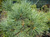 Сосна Юго-Западная Белая (Pinus strobiformis) #1