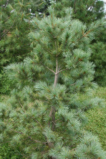 Сосна Юго-Западная Белая (Pinus strobiformis)саженцы 10-15 см с закрытой корневой системой. 3