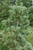 Сосна Юго-Западная Белая (Pinus strobiformis)саженцы 10-15 см с закрытой корневой системой. #3