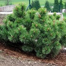 Сосна горная мугус (Pinus mugo mughus)саженцы 15-20 см., горшок 1л