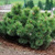 Сосна горная карликовая (Pinus mugo pumilio) #1