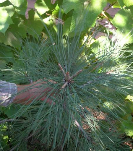 Сосна Джефри или Жефрея(Pinus jeffreyi) саженцы 7-12 см в горшке 0,5 л.