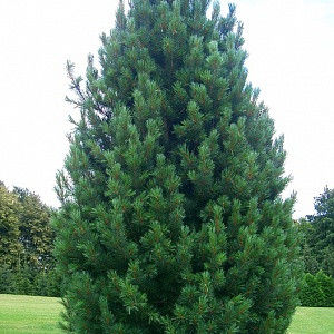 Кедр европейский или Сосна кедровая европейская (Pinus cembra)Саженцы с закрытой корневой системой. Размер 10-15 см