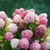 Гортензия метельчатая Саммер Лав (Hydrangea paniculata Summer Love) 5л на штамбе!!! #2