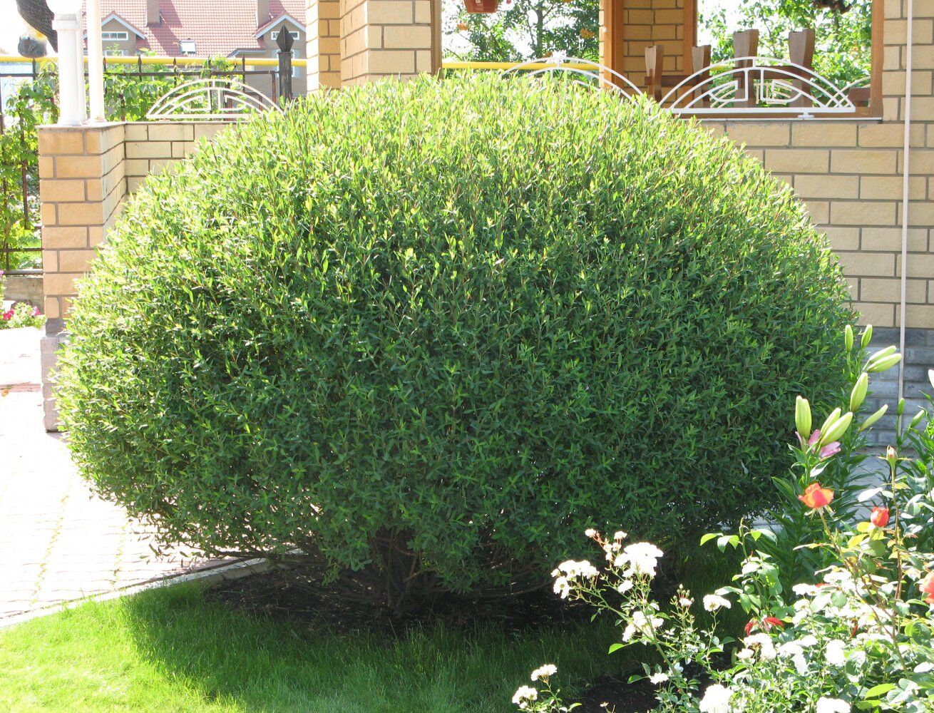 Ива пурпурная Нана грацилис (Salix purpurea Nana) 5л 50-60 см