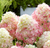 Гортензия метельчатая Саммер Лав (Hydrangea paniculata Summer Love) 5л на штамбе!!! #3