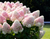 Гортензия метельчатая Саммер Лав (Hydrangea paniculata Summer Love) 5л на штамбе!!! #1