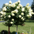 Гортензия метельчатая Лаймлайт (Hydrangea paniculata Limelight) на ШТАМБЕ 60-80 см + крона! #1