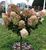 Гортензия метельчатая Лаймлайт (Hydrangea paniculata Limelight) на ШТАМБЕ 60-80 см + крона! #2