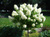 Гортензия метельчатая Лаймлайт (Hydrangea paniculata Limelight) на ШТАМБЕ 60-80 см + крона! #3
