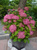 Гортензия древовидная Пинк Аннабель (Hydrangea arborescens Pink Annabelle) 7,5 л контейнер #2