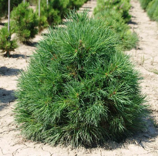 Сосна чёрная Глобоза (Pinus nigra Globosa) C20 60-80 см