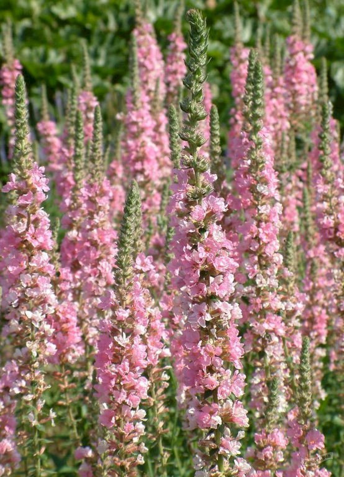 Дербенник иволистный блаш. Дербенник иволистный блаш. Дербенник иволистный. Дербенник иволистный pink blush. Дербенник иволистный блаш.