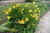 Лилейник лимонно-жёлтый (Hemerocallis Citrina) 2-3л #2