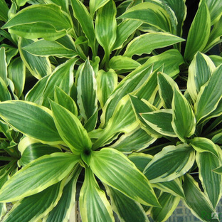 Хоста Еллоу Сплэш Рим (Hosta Yellow Splash Rim) 2л купить за 1 800 руб ...