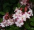 Азалия понтийская Корнел (Azalea pontica Corneille) 3л #3