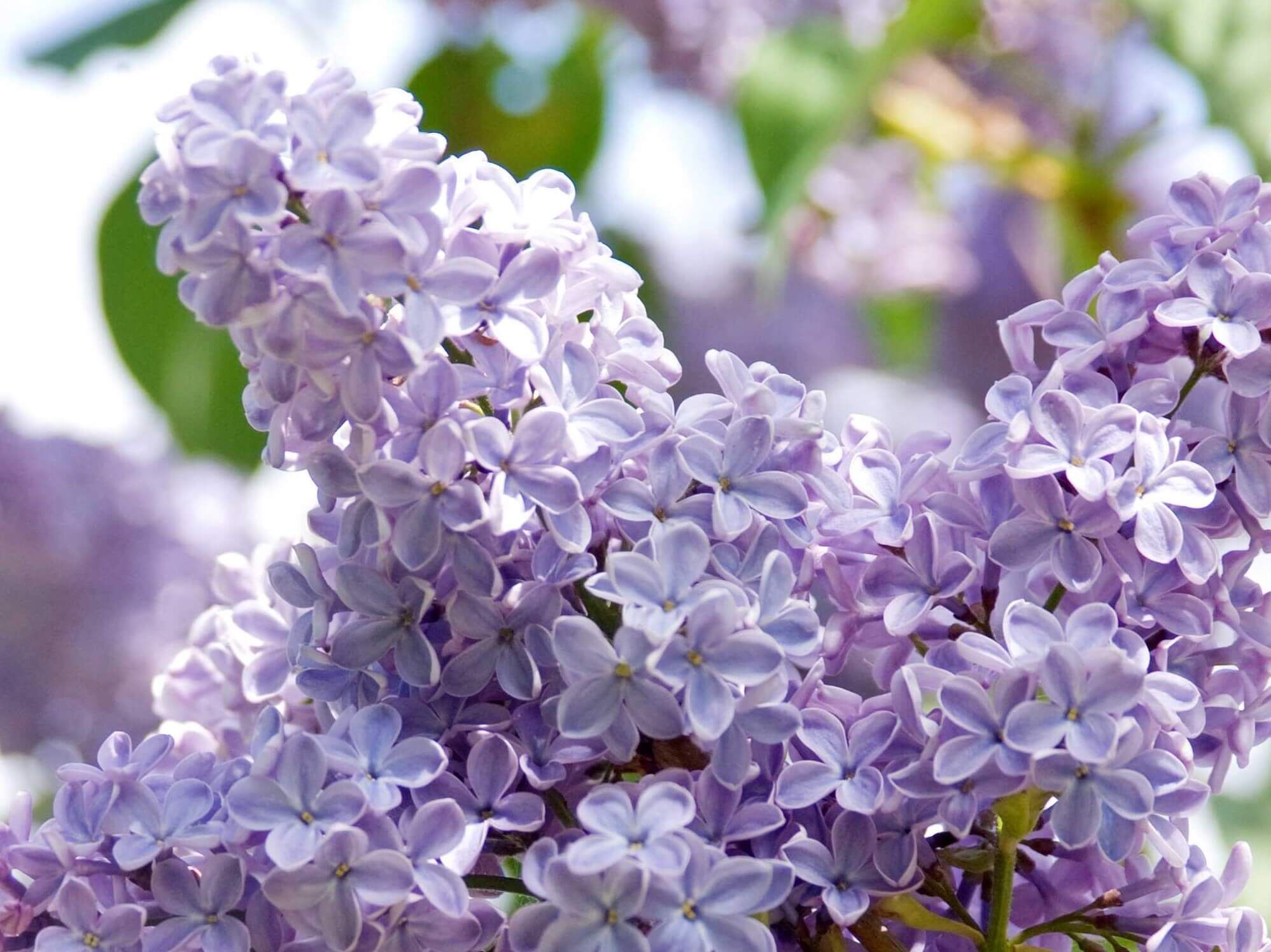 Сирень обыкновенная Президент Линкольн (Syringa vulgaris President Lincoln)  10 Л 80-120 СМ