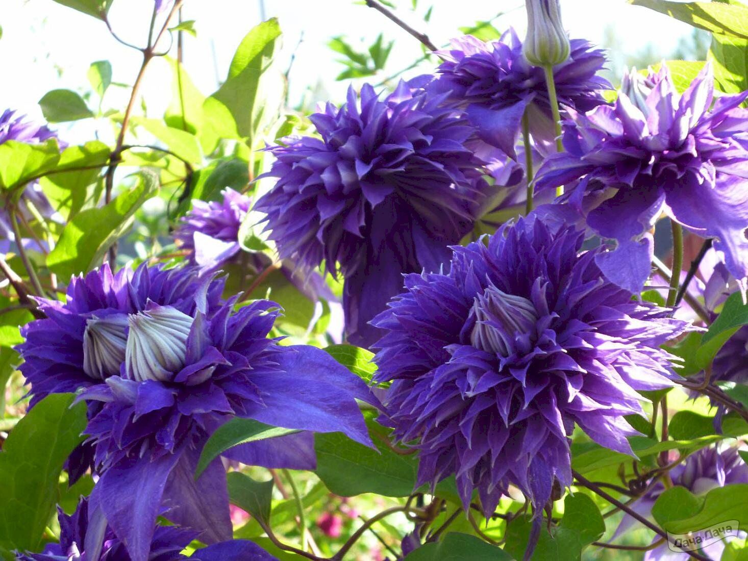 Клематис гибридный Мульти Блю (Clematis Multi Blue) 5 л контейнер зимует в  питомнике ХИТ ПРОДАЖ, цена в Санкт-Петербурге от компании Вилла-планта  (садовый центр и питомник растений, ландшафтное бюро)